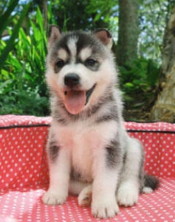 Siberian husky puppies with blue eyes